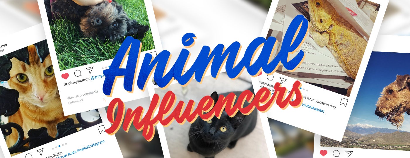 Animal Influencers header image
