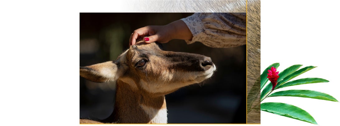 Verret petting a gazelle